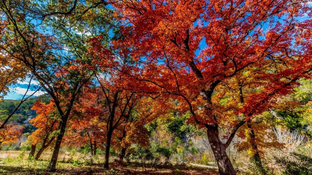 Fall Activities in Houston 2023_ Your Ultimate Guide to Enjoy Autumn and staying at Grand West Condos Short Term Rentals Lost Maples State Natural Area - A Picturesque Autumn Stroll